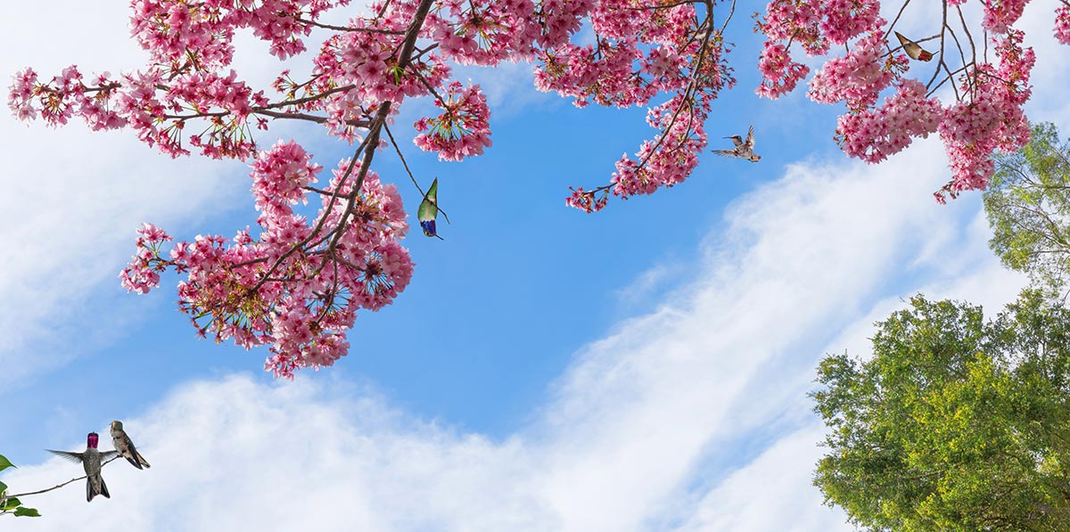 SkyView 29 - California Cherry Blossoms • Fluorescent & LED Light 